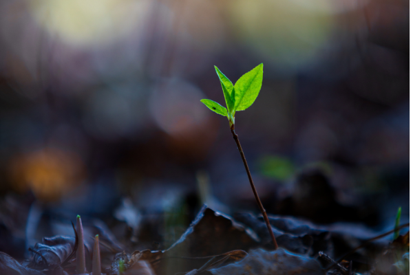 Natur in Mir Kopie Regeneration gesunde Mitarbeiter